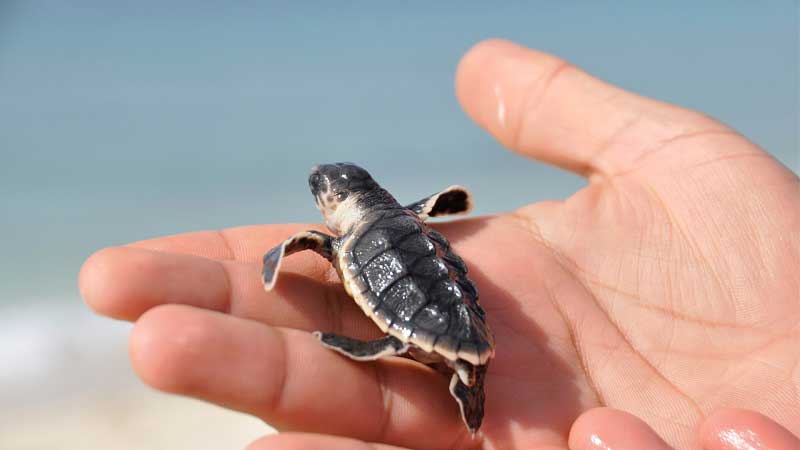 Environmental activities