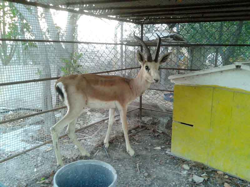 Preservation of the environment