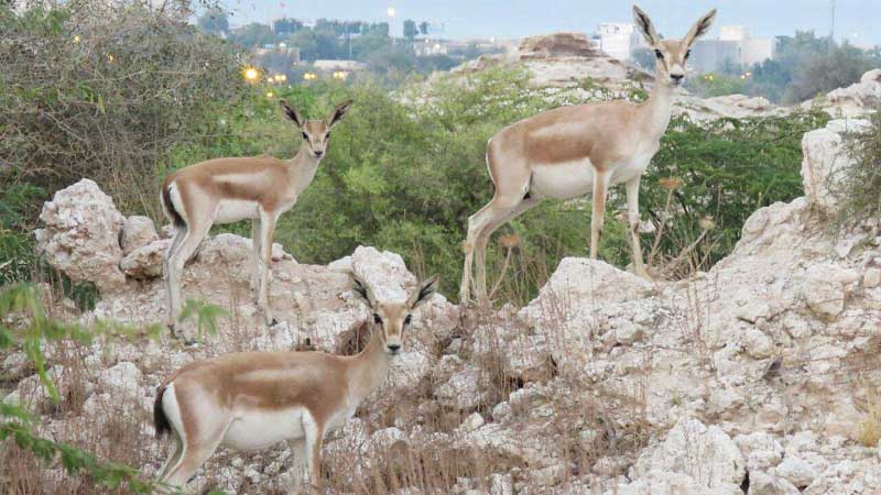 پیشگام در حفظ محیط زیست و عمل به تعهدات زیست محیطی